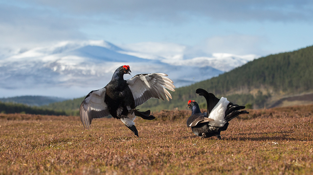 Cairngorms Nature Festival